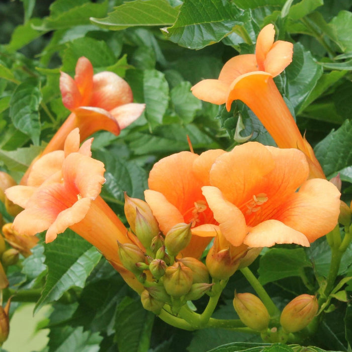 Campsis Indian Summer - ↕65cm - Ø15 cm: fiori tropicali per il tuo giardino