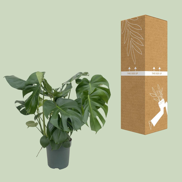 Monstera Deliciosa - Ø24cm - ↕80cm - Pianta d'appartamento grande con fogliame impressionante🌿