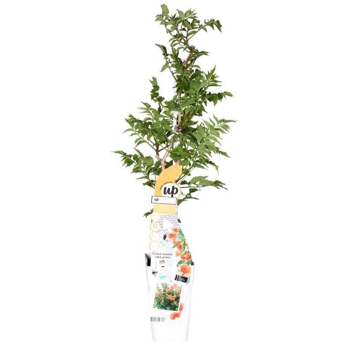 Campsis Indian Summer - ↕65cm - Ø15 cm: fiori tropicali per il tuo giardino
