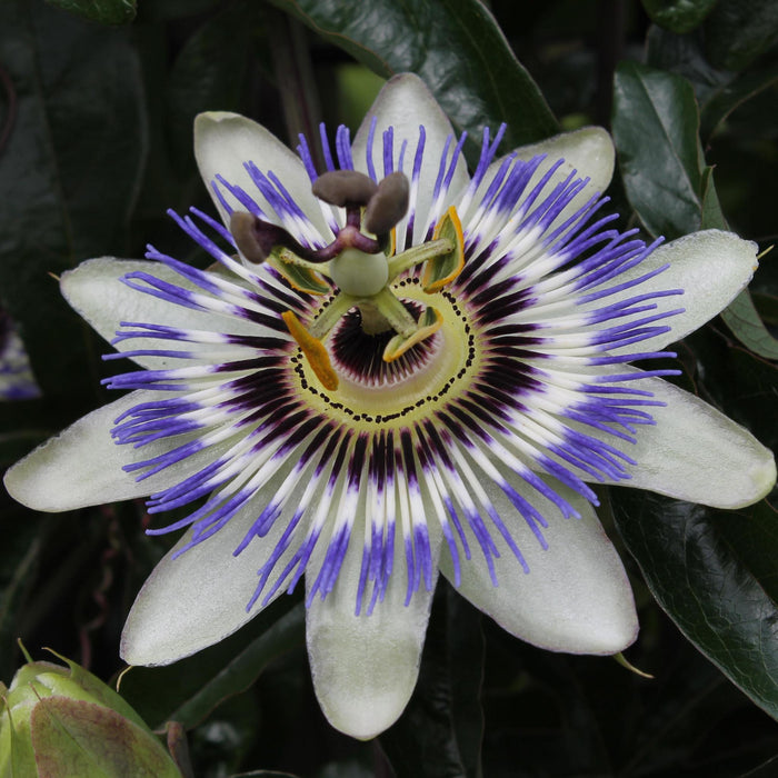 Blaue Passionsblume 'Passiflora caerulea' - Ø15cm - ↕65cm - Wunderschöne, blaue Passionsblume
