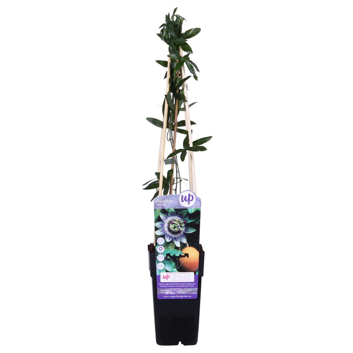 Blaue Passionsblume 'Passiflora caerulea' - Ø15cm - ↕65cm - Wunderschöne, blaue Passionsblume