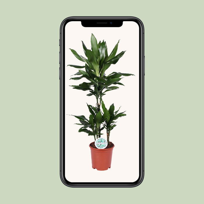 Dracaena Janet Lind "Dragonnier parfumé" Ø21cm - ↕90cm - L'élégance pour votre intérieur