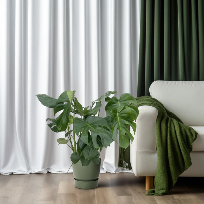 Monstera Deliciosa - Ø24cm - ↕80cm - Pianta d'appartamento grande con fogliame impressionante🌿