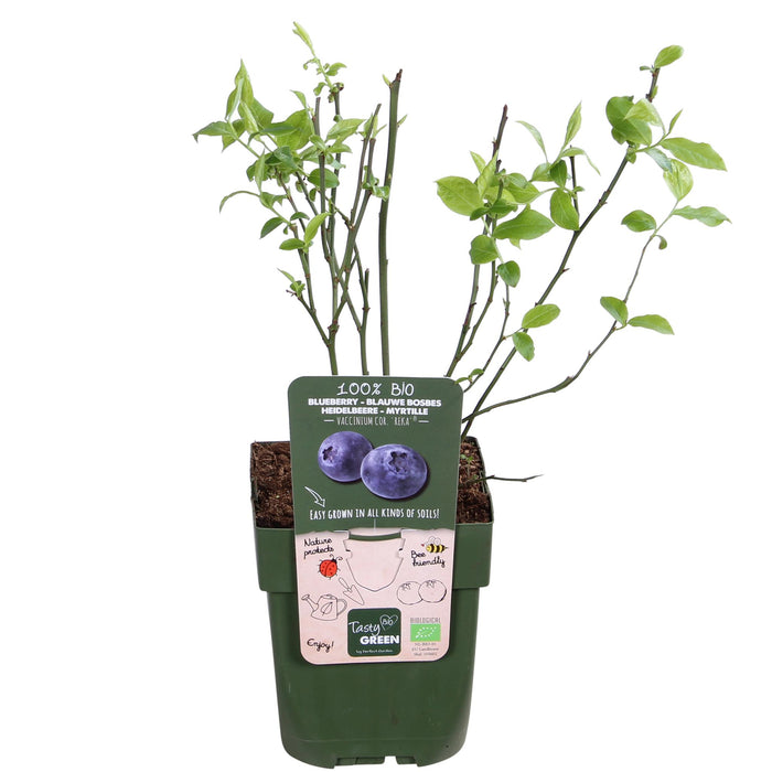 Vaccinium corymbosum 'Reka' - Ø13cm - ↕45cm - Ertragreiche Heidelbeere für deinen Garten