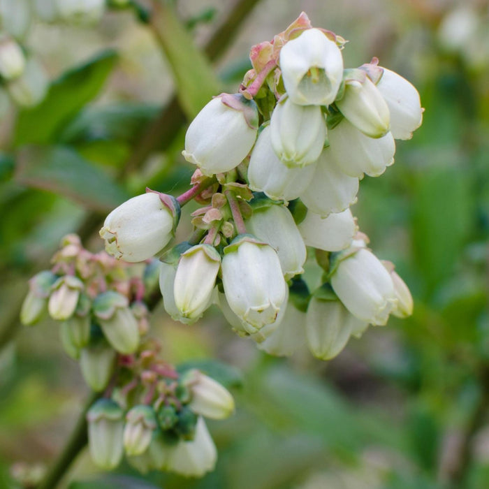Vaccinium corymbosum 'Reka' - Ø13cm - ↕45cm - Ertragreiche Heidelbeere für deinen Garten