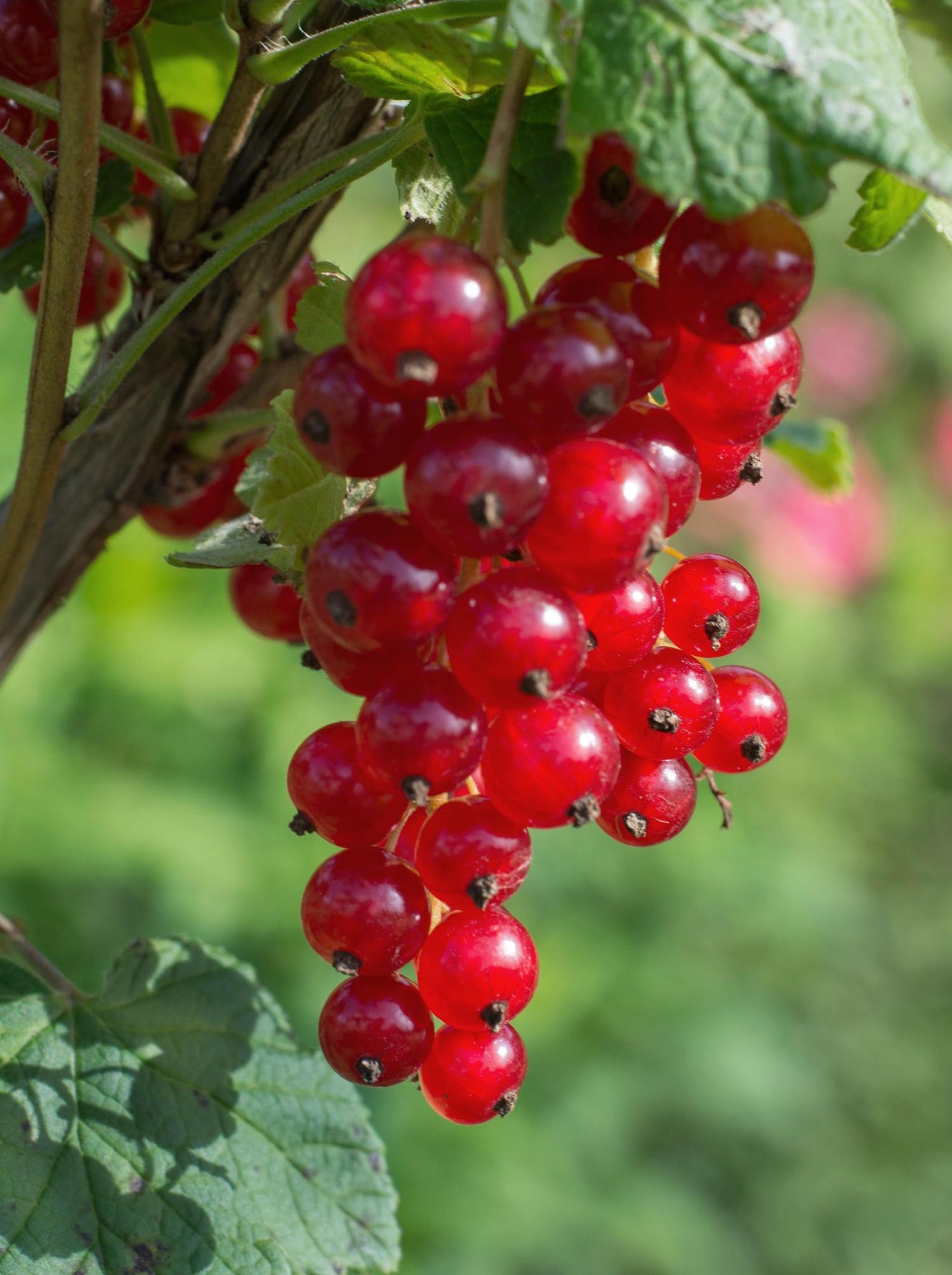 Ribes rubrum 'Jonkheer van Tets' - Ribes precoce e ad alto rendimento