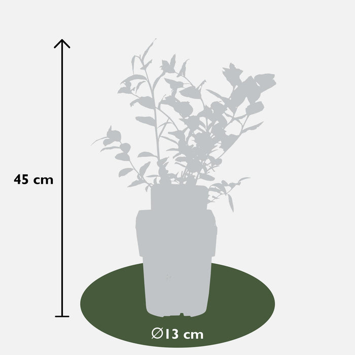 Vaccinium corymbosum 'Reka' - Ø13cm - ↕45cm - Ertragreiche Heidelbeere für deinen Garten