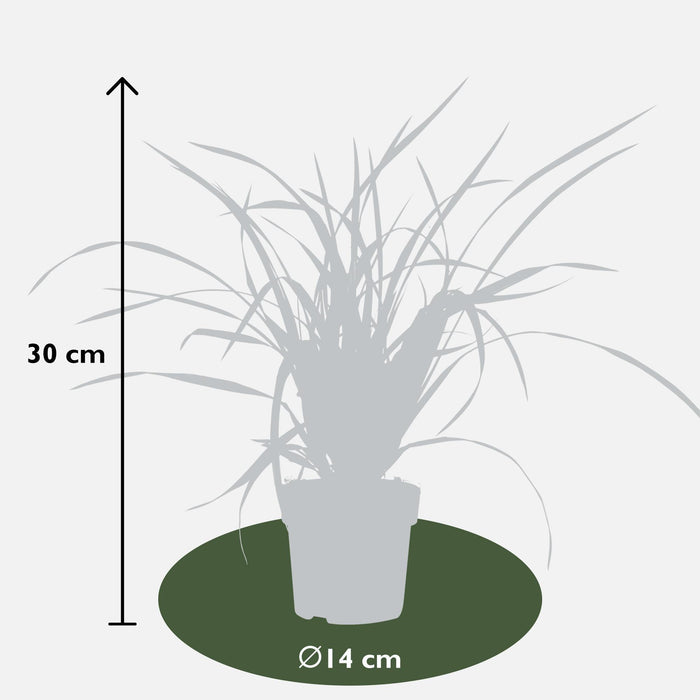 Carex morrowii Irish Green - Ø14cm - ↕30cm - Erba ornamentale elegante e sempreverde