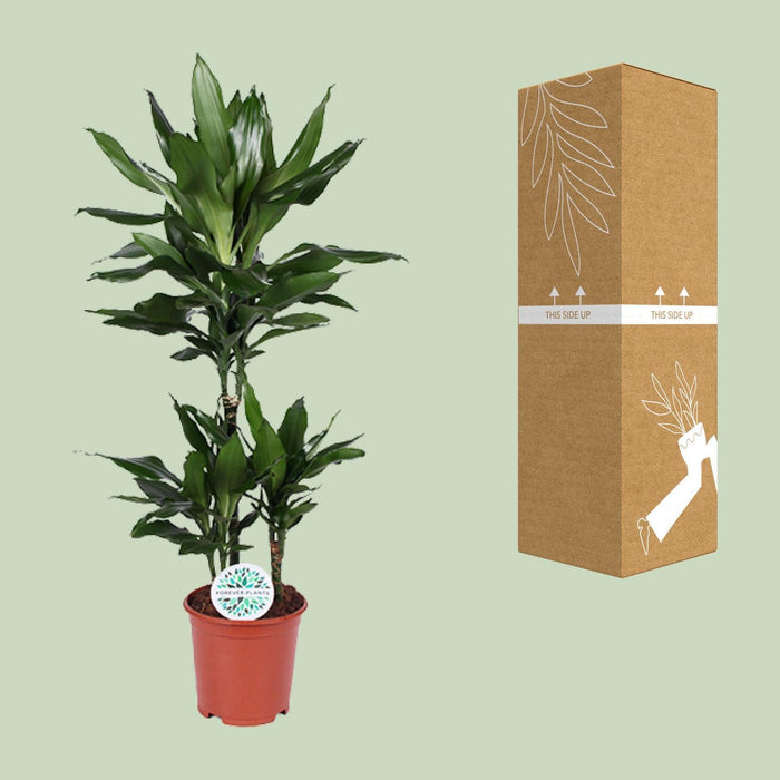 Dracaena Janet Lind "Dragonnier parfumé" Ø21cm - ↕90cm - L'élégance pour votre intérieur