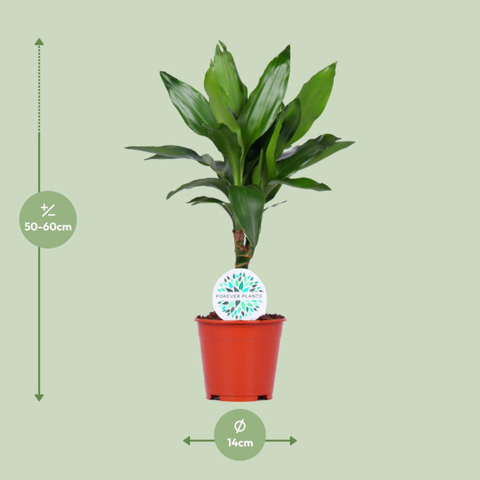 Dracaena Janet Lind "Albero del drago profumato" Ø14cm - ↕55cm - facile da curare e decorativa