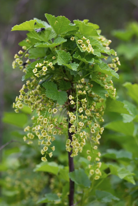 Ribes rubrum 'Jonkheer van Tets' - Ribes precoce e ad alto rendimento