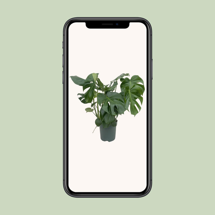 Monstera Deliciosa - Ø24cm - ↕80cm - Pianta d'appartamento grande con fogliame impressionante🌿