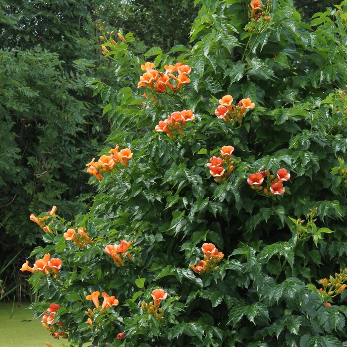 Campsis Indian Summer - ↕65cm - Ø15 cm: fiori tropicali per il tuo giardino