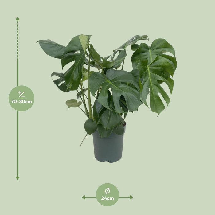 Monstera Deliciosa - Ø24cm - ↕80cm - Pianta d'appartamento grande con fogliame impressionante🌿
