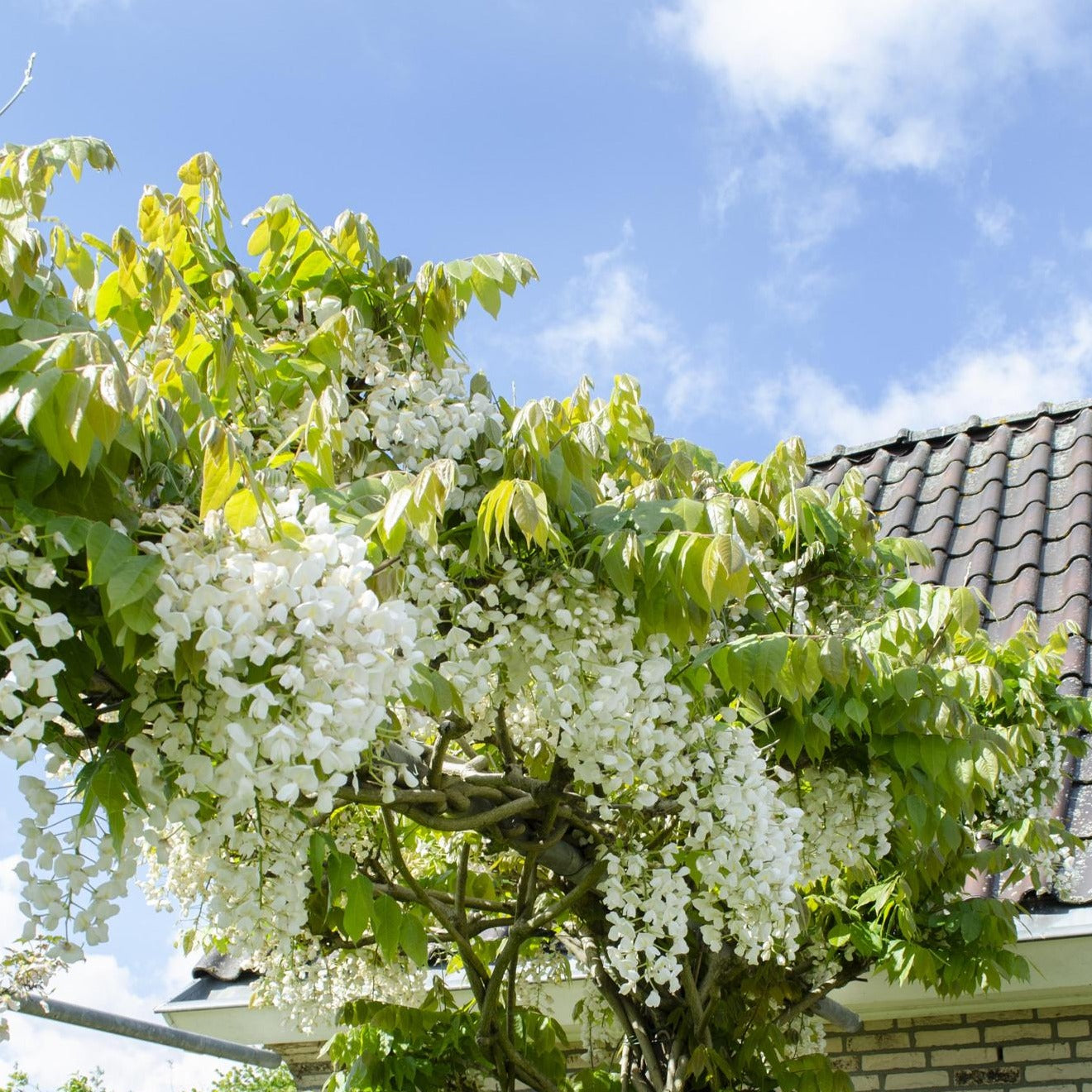 Doccia di fiori bianchi 'Wisteria floribunda - Longissima Alba' - Ø15cm - ↕65cm