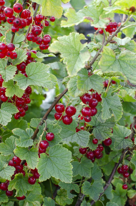 Ribes rubrum 'Jonkheer van Tets' - Ribes precoce e ad alto rendimento