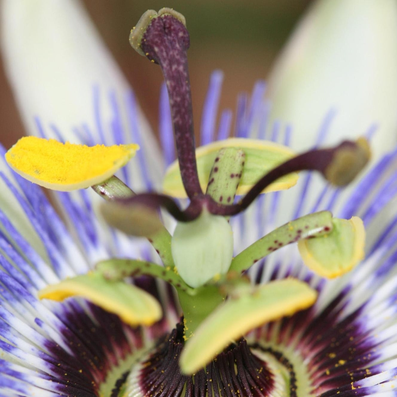 Blaue Passionsblume 'Passiflora caerulea' - Ø15cm - ↕65cm - Wunderschöne, blaue Passionsblume