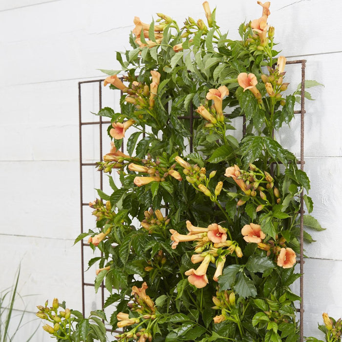 Campsis Indian Summer - ↕65cm - Ø15 cm: fiori tropicali per il tuo giardino