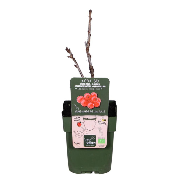 Ribes rubrum 'Jonkheer van Tets' - Ribes precoce e ad alto rendimento