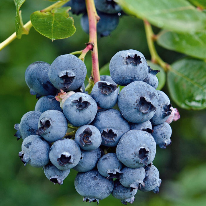 Vaccinium corymbosum 'Reka' - Ø13cm - ↕45cm - Ertragreiche Heidelbeere für deinen Garten