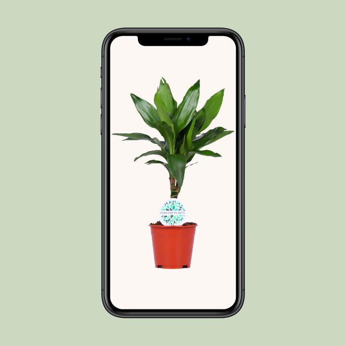Dracaena Janet Lind "Albero del drago profumato" Ø14cm - ↕55cm - facile da curare e decorativa