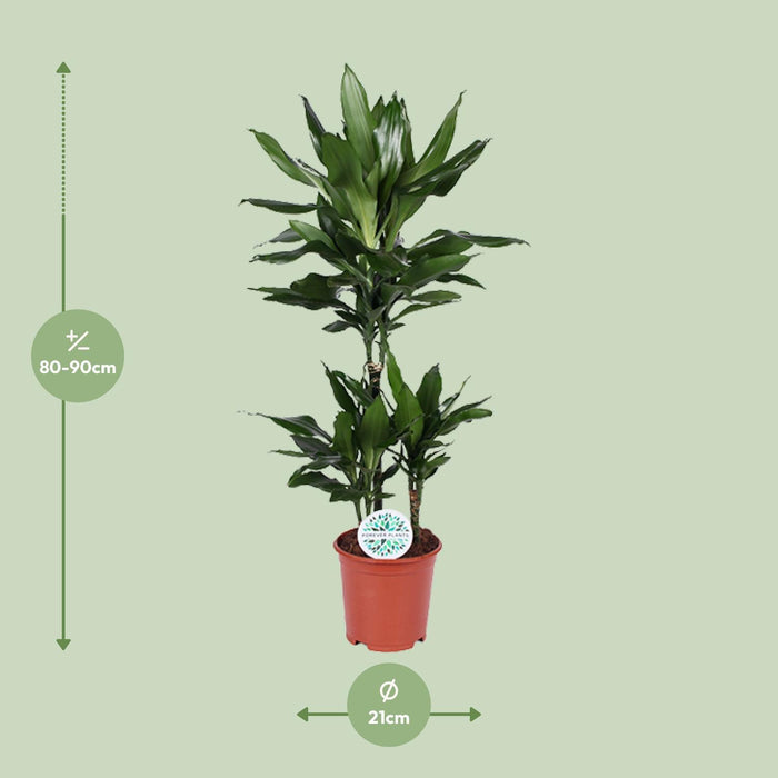 Dracaena Janet Lind "Dragonnier parfumé" Ø21cm - ↕90cm - L'élégance pour votre intérieur