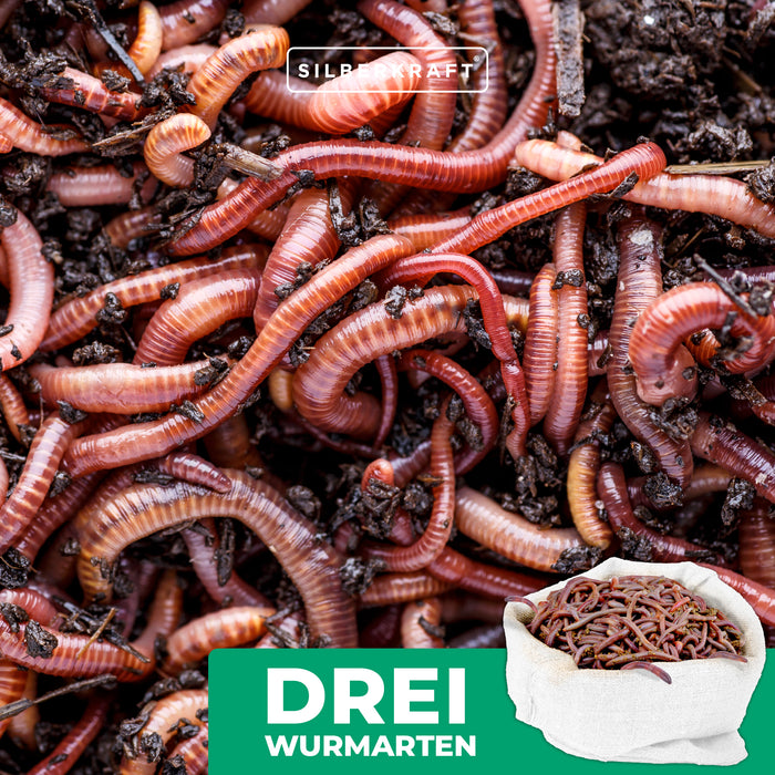 Set di vermi per compost Silberkraft - mix di vermi per compost viventi - efficace acceleratore di compost per scatola di vermi, compostiera per vermi, contenitore per compost rapido, contenitore per compost - super verme veloce e sostenibile