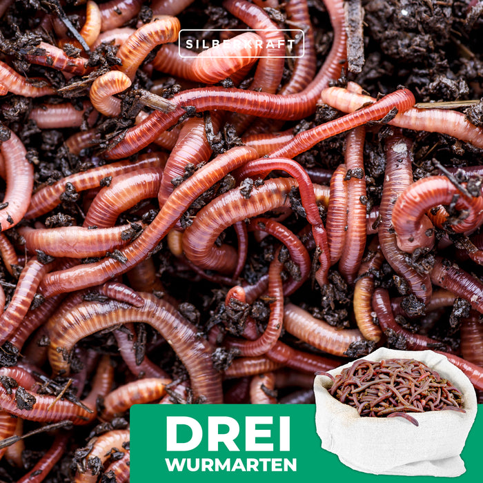 Vermi per compost - mix di vermi vivi - efficaci acceleratori di compost per scatole di lombrichi, composter per lombrichi, composter rapidi, composter