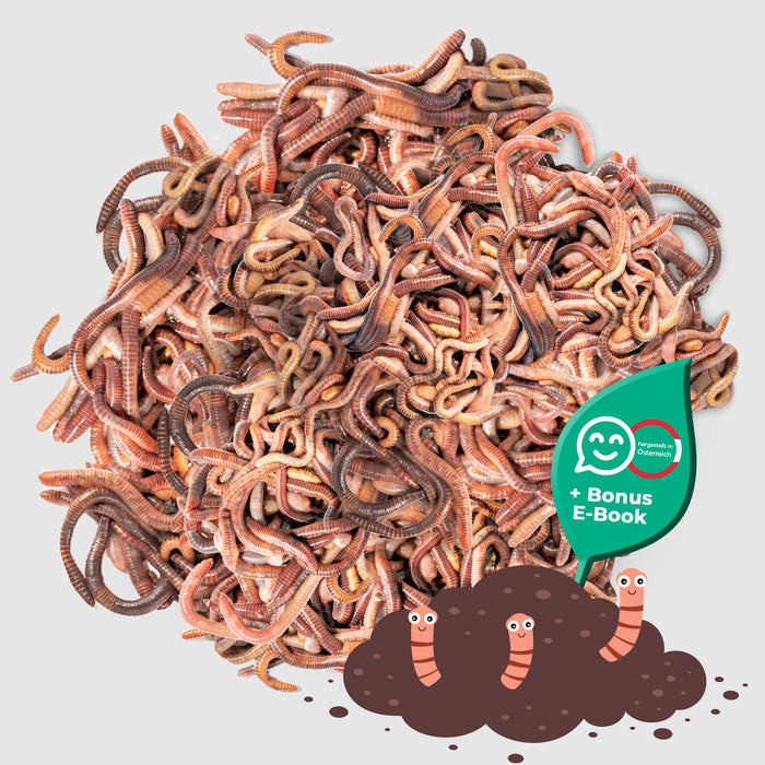 Silberkraft Compost Worm Set - Live Worm Mix - Accélérateur de compost efficace pour boîte à vers, composteur à vers, composteur rapide, composteur