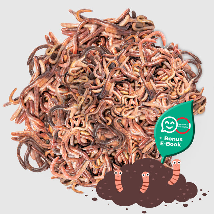 Silberkraft Kompostwürmer Set - Lebende Würmer Mix - Effektive Kompostbeschleuniger für Wurmkiste, Wurmkomposter, Schnellkomposter, Komposter